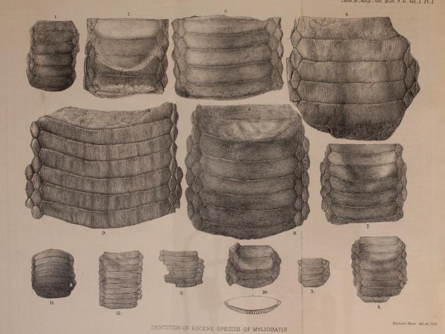 woodward_1888_fossil myliobatis.jpg